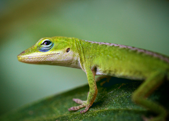Anole (young female?)