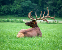 Bull Elk at Oconaflutee