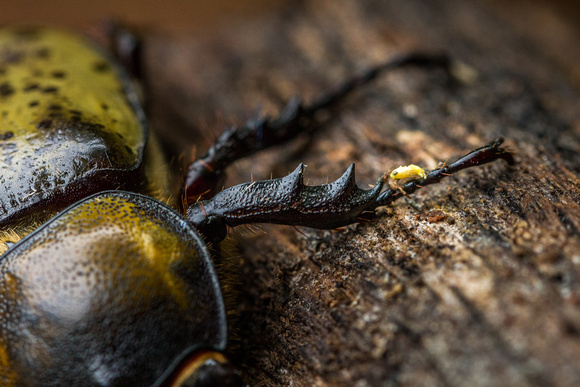 Hercules Beetle (largest Species in the U.S.)