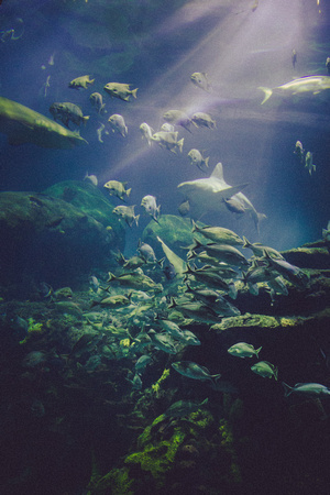 Tennessee Aquarium, Chattanooga, TN