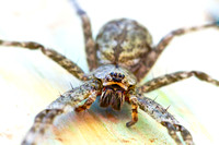 Mrs. Wolf Spider (she could fill the palm of my hand)